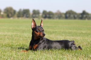 Doberman Pinscher