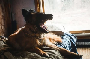 How to Stop a Dog Barking - Canine United