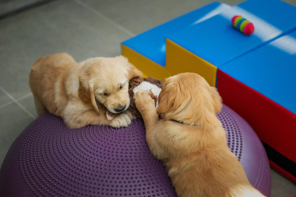 Puppies playing in a dogcare