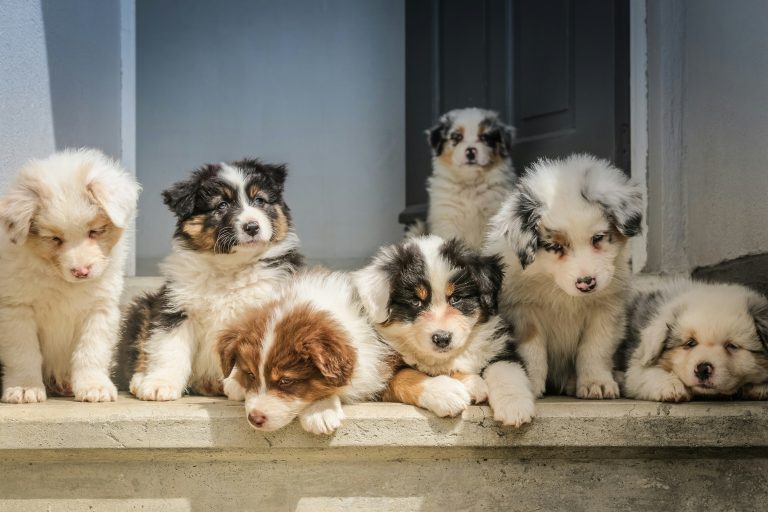 Puppies in a dogs daycare