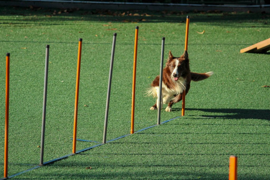 dog training in a park