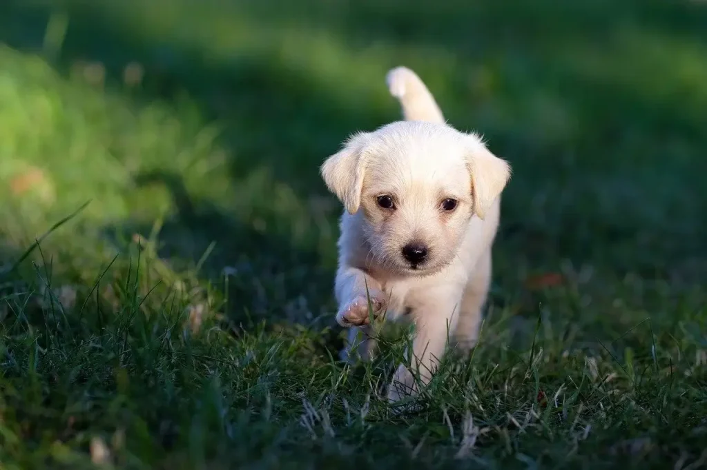 Canine United Services - small white dog