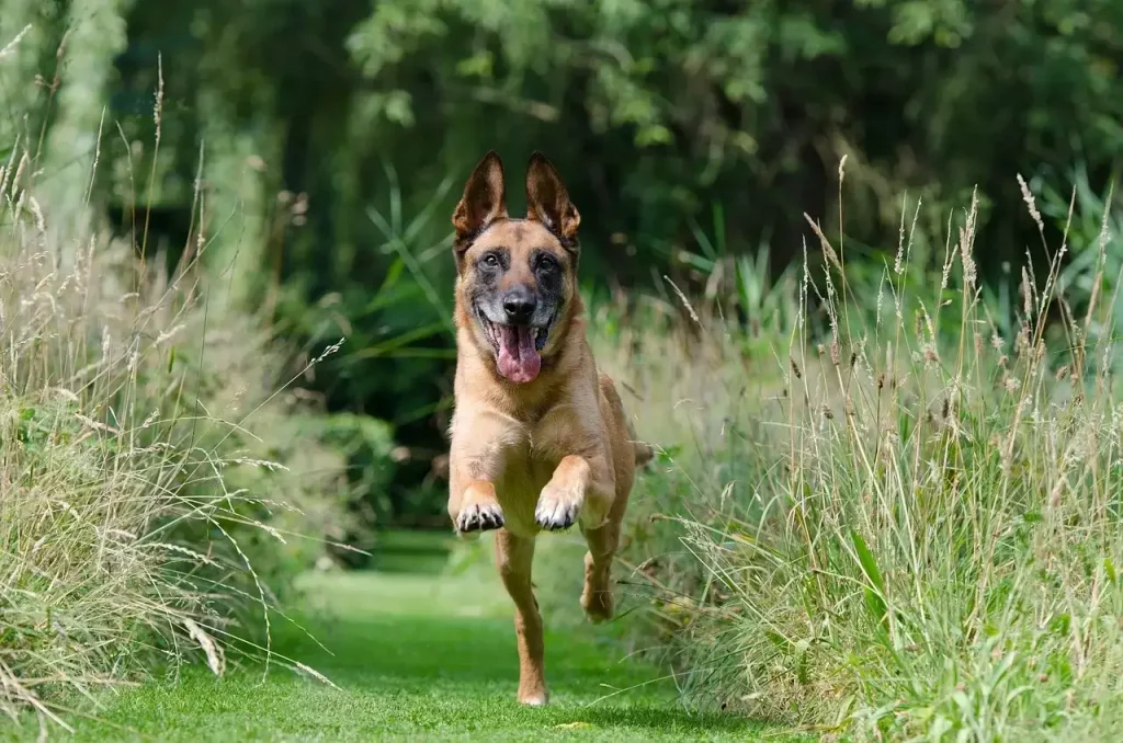 dog training and rehabilitation - Canine United services